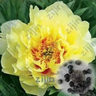 20 seeds Rare Chinese Peony Seeds - Bright Yellow Double Flowers