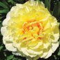 20 seeds Rare Chinese Peony Seeds - Bright Yellow Double Flowers