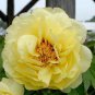 20 seeds Rare Chinese Peony Seeds - Bright Yellow Double Flowers