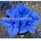 100 seeds Bonsai Hosta Plants, Perennials Jardin Lily Flower Shade Hosta Flower