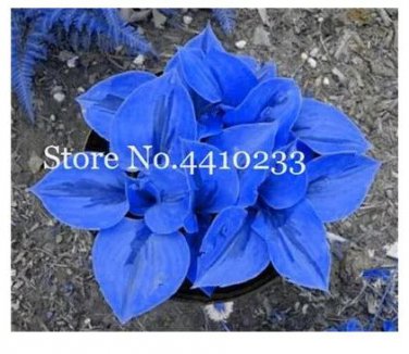 100 seeds Bonsai Hosta Plants, Perennials Jardin Lily Flower Shade Hosta Flower