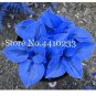 100 seeds Bonsai Hosta Plants, Perennials Jardin Lily Flower Shade Hosta Flower