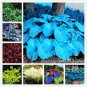 100 seeds Bonsai Hosta Plants, Perennials Jardin Lily Flower Shade Hosta Flower