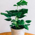 100 seeds Mix Philodendron Bonsai, Vine Leaf, Indoor Plants