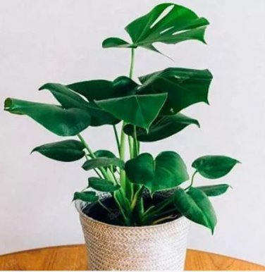 100 seeds Mix Philodendron Bonsai, Vine Leaf, Indoor Plants
