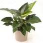 100 seeds Mix Philodendron Bonsai, Vine Leaf, Indoor Plants