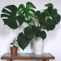 100 seeds Mix Philodendron Bonsai, Vine Leaf, Indoor Plants