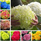 20 seeds Hydrangea Bonsai Mixed Color Japan Hydrangea Bonsai