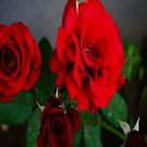 50 seeds Rieger Begonias Begonia Seeds - Dark Red Color