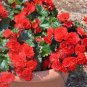 50 seeds Rieger Begonias Begonia Seeds - Dark Red Color
