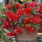 50 seeds Rieger Begonias Begonia Seeds - Dark Red Color