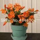 100 seeds Hanging Schlumbergera Zygocactus Flores Bonsai Christmas Cactus Plantas