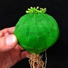 100 seeds uphorbia obesa Basketball Sea Urchin Bonsai