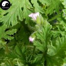 200 seeds Semente  Plant Herb Insect Repellent Grass