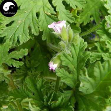 200 seeds Semente  Plant Herb Insect Repellent Grass