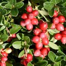 20 Seeds Wild Cranberry Vaccinium Macrocarpon Bearberry Fruit