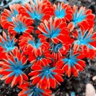 200 seeds Oxalis Versicolor Flowers Bonsais So Beautiful World's Rarest Flowers