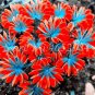 200 seeds Oxalis Versicolor Flowers Bonsais So Beautiful World's Rarest Flowers