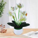 50 seeds tulip Bonsai Flowers Wedding Home Decorative Flowers