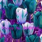 50 seeds tulip Bonsai Flowers Wedding Home Decorative Flowers