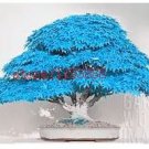 20 seeds bonsai blue maple tree seeds Bonsai tree seeds
