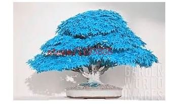 20 seeds bonsai blue maple tree seeds Bonsai tree seeds