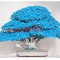 20 seeds bonsai blue maple tree seeds Bonsai tree seeds