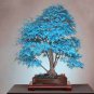 20 seeds bonsai blue maple tree seeds Bonsai tree seeds