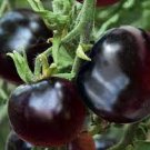 20 Seeds Rare Hybrid Bright Black Tomato Middle-sized Fruit Edible Vegetables