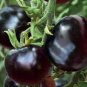 20 Seeds Rare Hybrid Bright Black Tomato Middle-sized Fruit Edible Vegetables