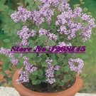 20 seeds Dwarf Lilac,Syringa meyeri Potted Flower Bonsai