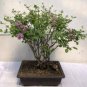 20 seeds Dwarf Lilac,Syringa meyeri Potted Flower Bonsai
