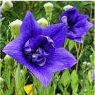 100 seeds Blue Balloon Flower Bonsai Platycodon Grandiflorus Perennial Bonsai Flower