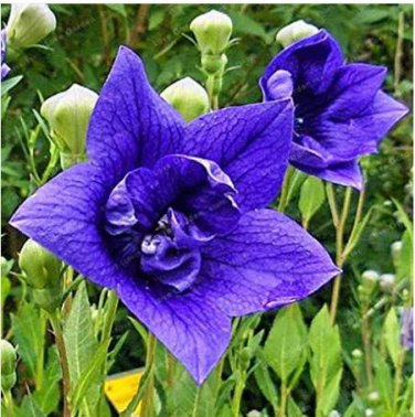 100 seeds Blue Balloon Flower Bonsai Platycodon Grandiflorus Perennial Bonsai Flower