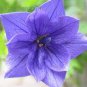 100 seeds Blue Balloon Flower Bonsai Platycodon Grandiflorus Perennial Bonsai Flower