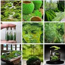 500 seeds Aquatic Grass Bonsais Colorful Underwater Moss Aquarium Pot Plant Indoor