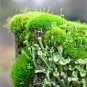 500 seeds Aquatic Grass Bonsais Colorful Underwater Moss Aquarium Pot Plant Indoor