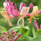 20 seeds Cape Honeysuckle (tecomaria Capensis) Bonsai, Fresh Exotic Flower