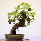 15 Seeds Xinjiang Sweet Black Grape F1