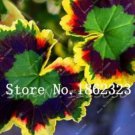 30 seeds Rare Blue Geranium Bonsai Perennial Rare Flower