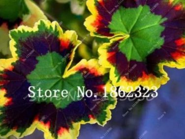 30 seeds Rare Blue Geranium Bonsai Perennial Rare Flower