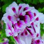 30 seeds Rare Blue Geranium Bonsai Perennial Rare Flower
