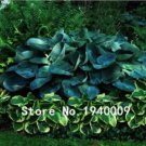 100 seeds Hosta Plants,Hosta 'Whirl Wind', hosta Flower,Flowers Seedling Outdoor