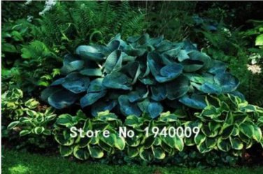 100 seeds Hosta Plants,Hosta 'Whirl Wind', hosta Flower,Flowers Seedling Outdoor