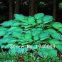 100 seeds Hosta Plants,Hosta 'Whirl Wind', hosta Flower,Flowers Seedling Outdoor