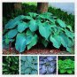 100 seeds Hosta Plants,Hosta 'Whirl Wind', hosta Flower,Flowers Seedling Outdoor