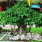 5 seeds Peepal Ficus Religiosa Bonsai Family Moraceae Perennial Sacred Fig Bonsai