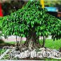 5 seeds Peepal Ficus Religiosa Bonsai Family Moraceae Perennial Sacred Fig Bonsai