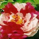5 seeds Heirloom 'Er Qiao' White Dark Red Fragrant Peony Tree Flower
