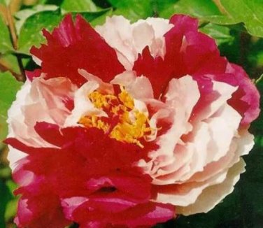 5 seeds Heirloom 'Er Qiao' White Dark Red Fragrant Peony Tree Flower